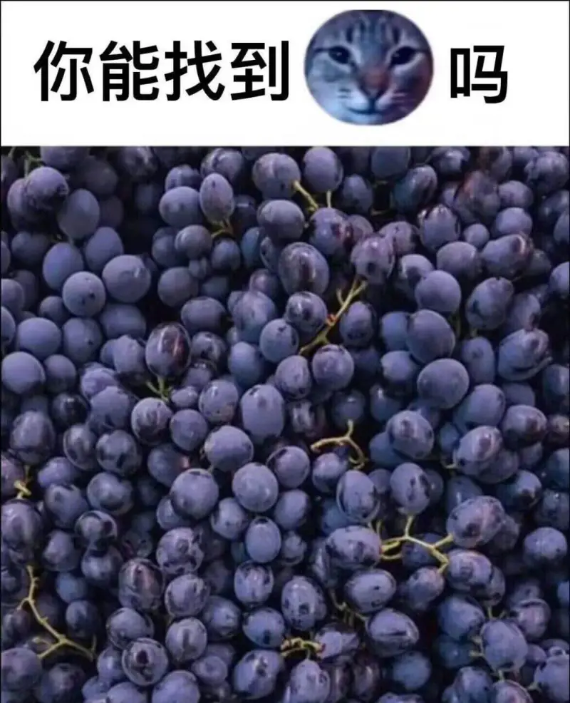 你能找到吗