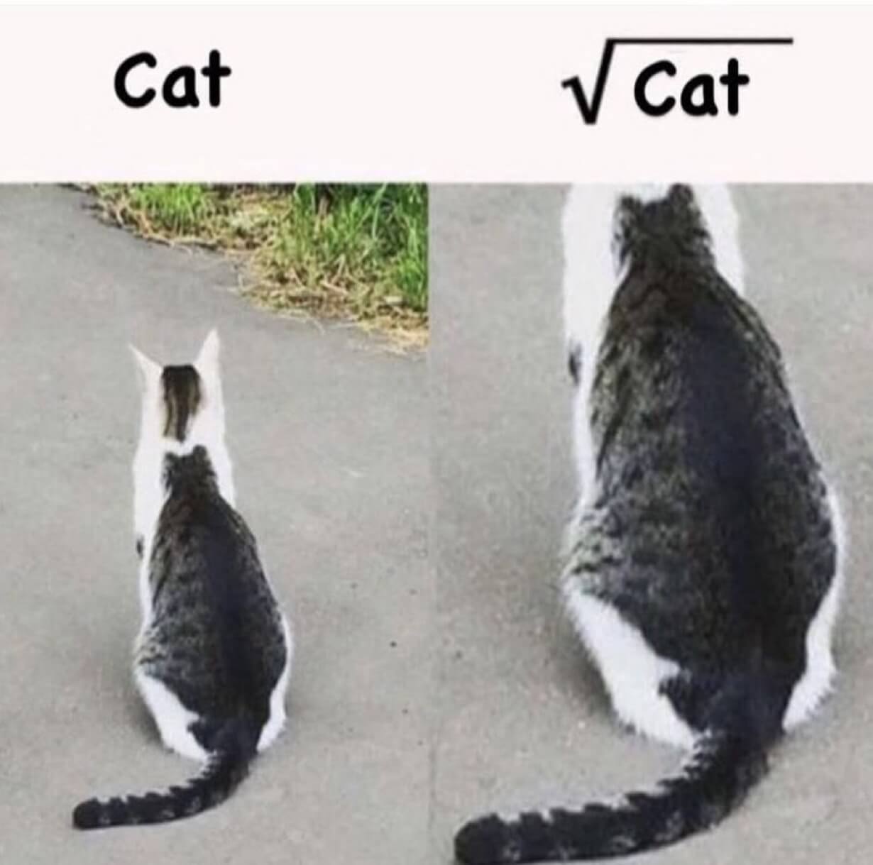 CatVCat
