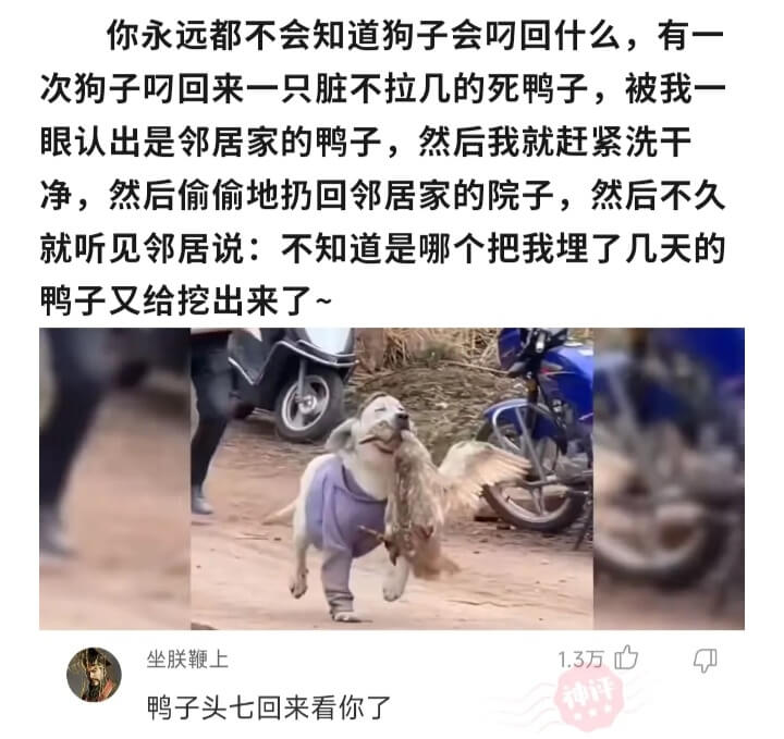 你永远都不会知道狗子会叼回什么，有一次狗子叼回来一只脏不拉几