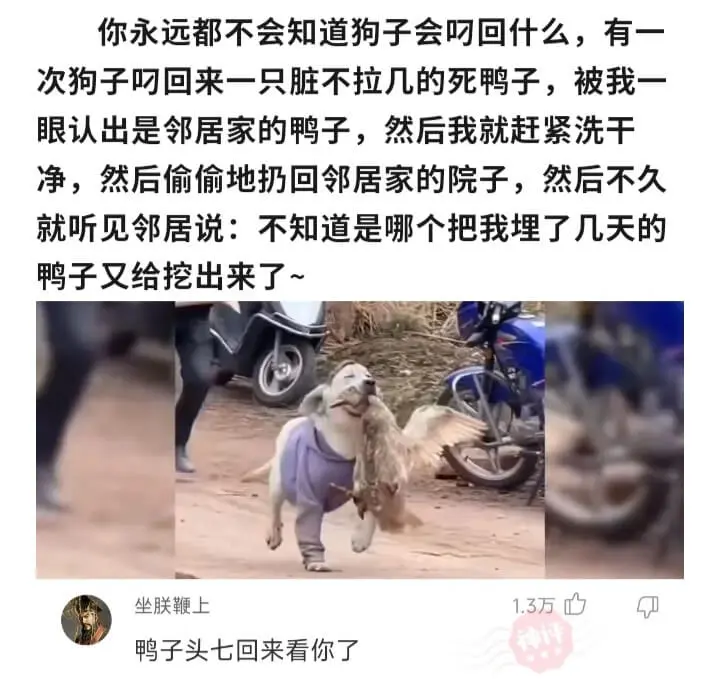 你永远都不会知道狗子会叼回什么，有一次狗子叼回来一只脏不拉几