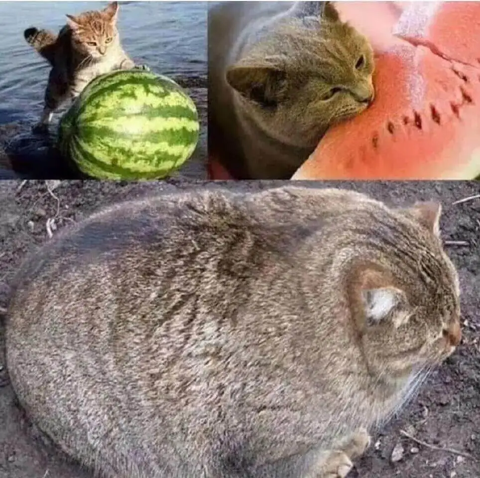梗图