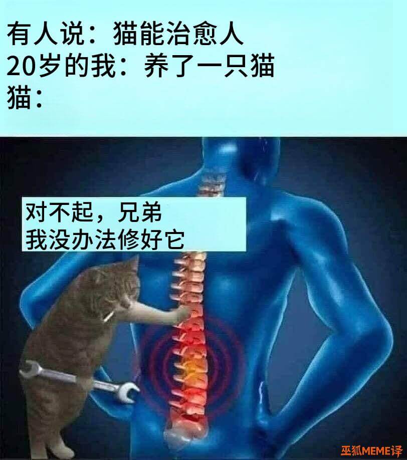 有人说：猫能治愈人20岁的我：养了一只猫猫：对不起，兄弟我没