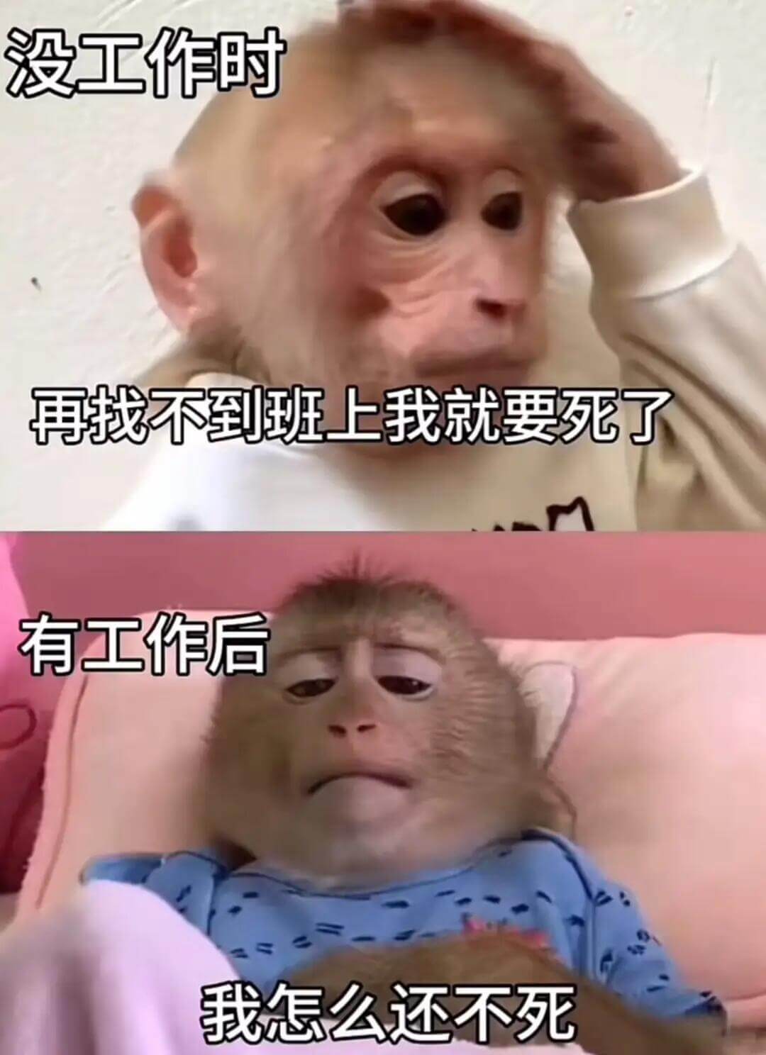 没工作时再找不到班上我就要死了有工作后我怎么还不死
