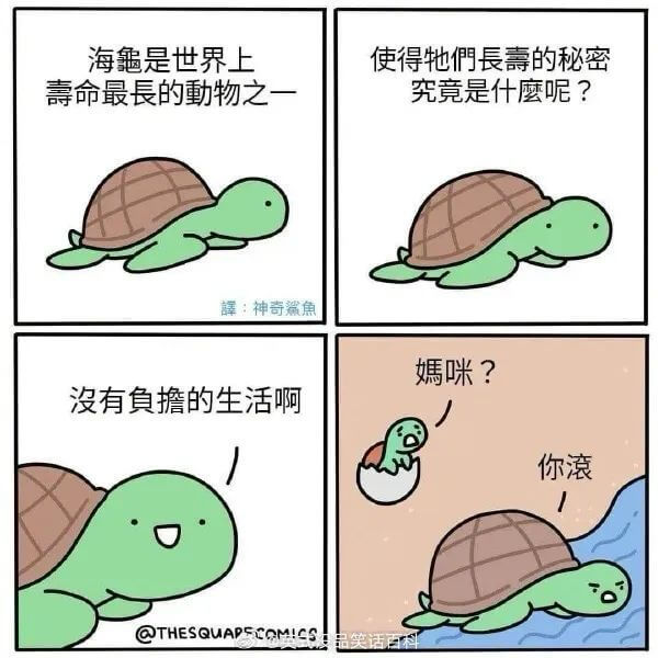 海龜是世界上壽命最長的動物之一。譯：神奇鯊魚，沒有負擔的生活