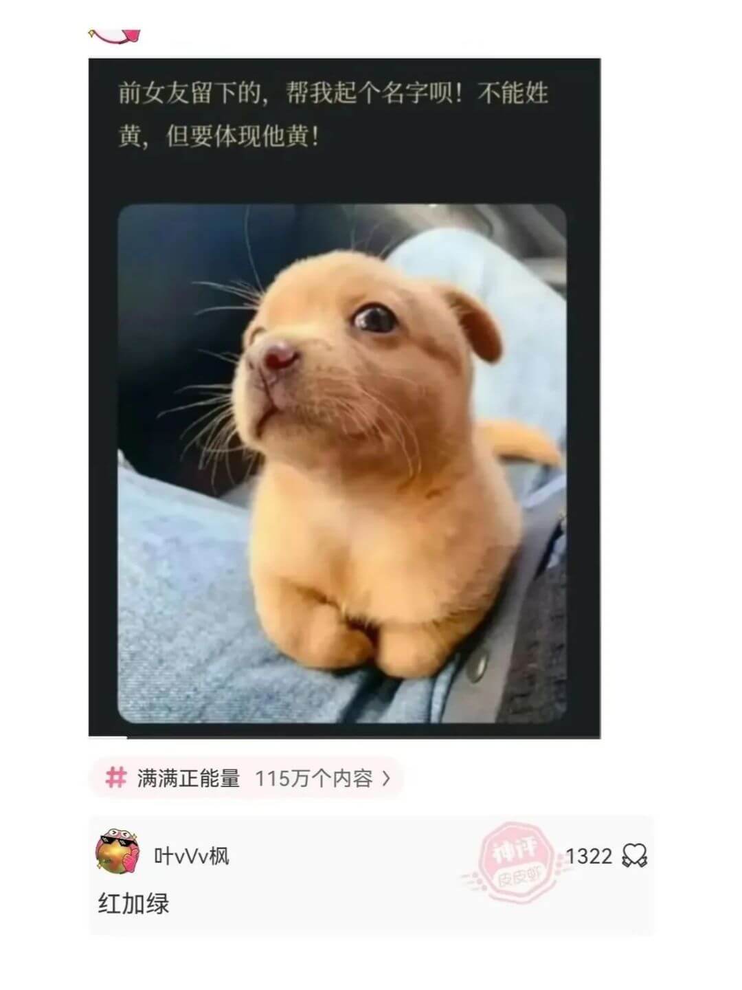 前女友留下的，帮我起个名字呗！不能姓黄，但要体现他黄！满满正