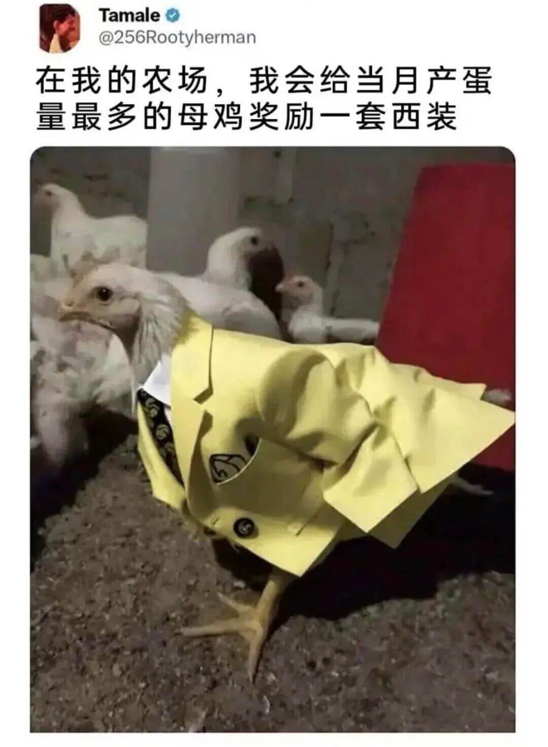 Tamale@256Rootyherman在我的农场，我会给