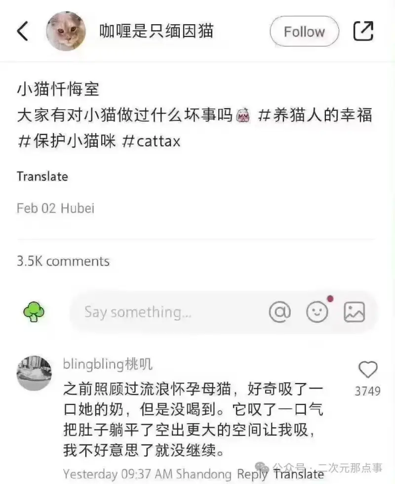 小猫忏悔室大家有对小猫做过什么坏事吗？养猫人的幸福保护小猫咪