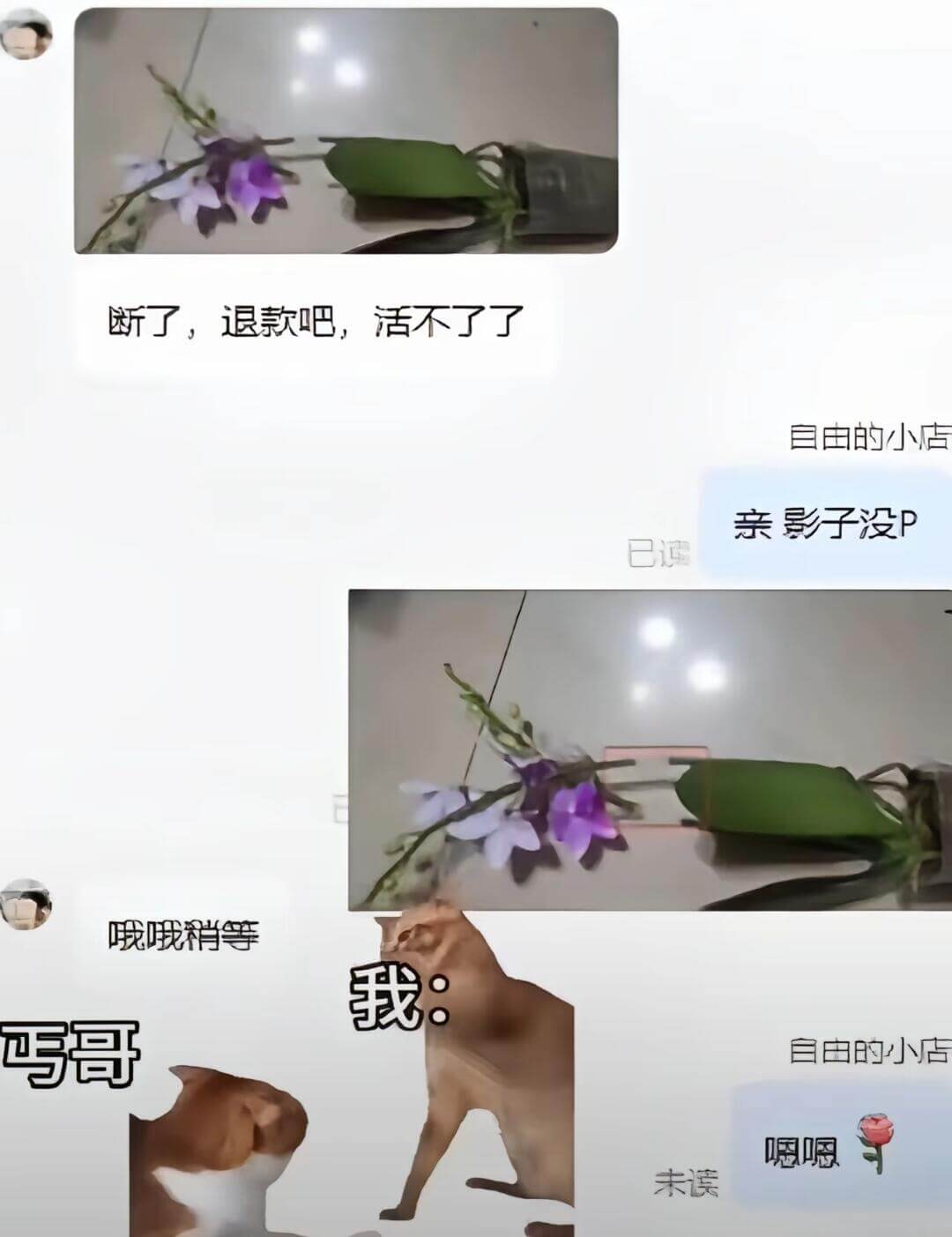 断了，退款吧，活不了了。自由的小店亲，影子没P。哦哦，稍等。