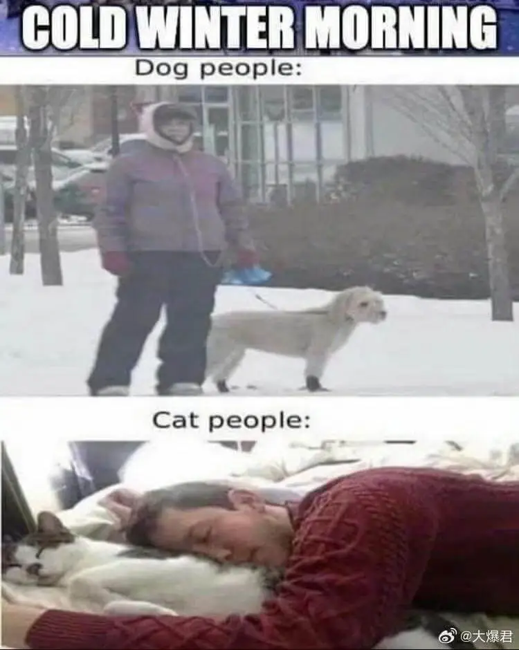 COLDWINTERMORNINGDogpeople:Cat