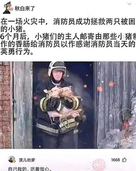 秋白来了在一场火灾中，消防员成功拯救两只被困的小猪。6个月后