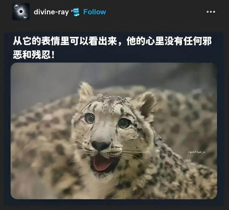 divine-rayFollow从它的表情里可以看出来，他的