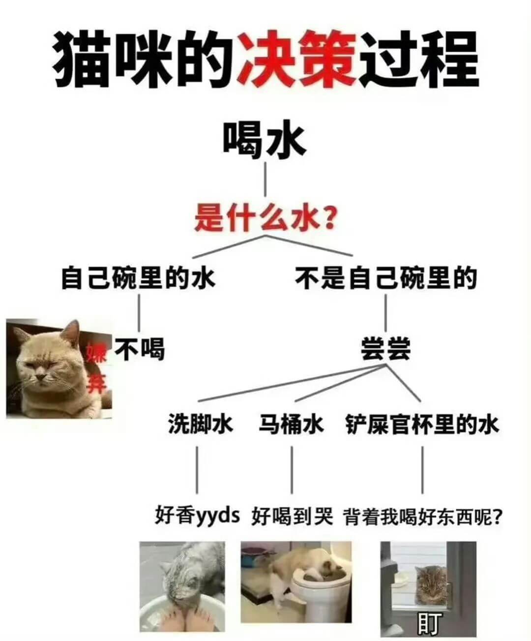猫咪的决策过程喝水是什么水？自己碗里的水不是自己碗里的不喝尝