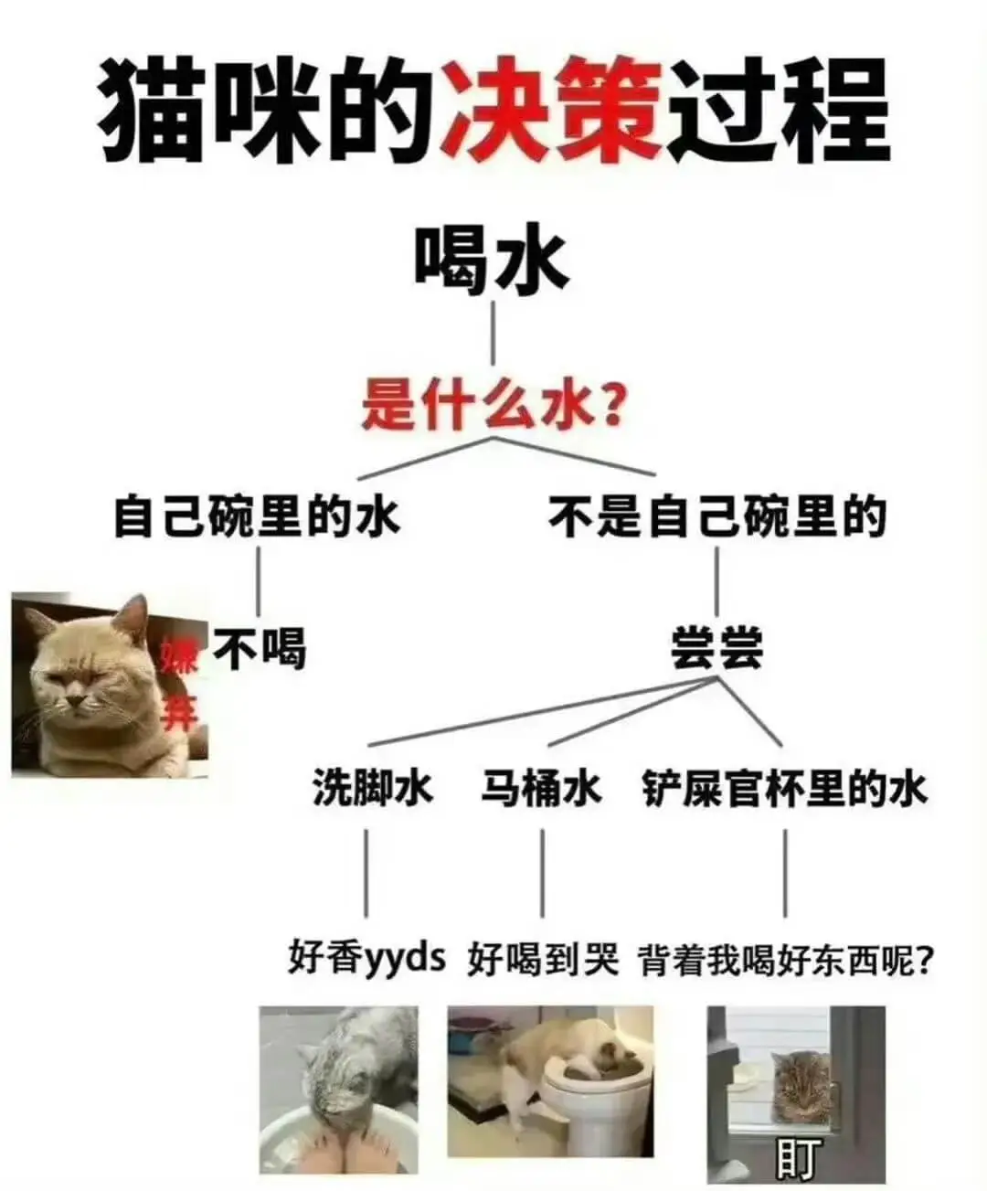 猫咪的决策过程喝水是什么水？自己碗里的水不是自己碗里的不喝尝