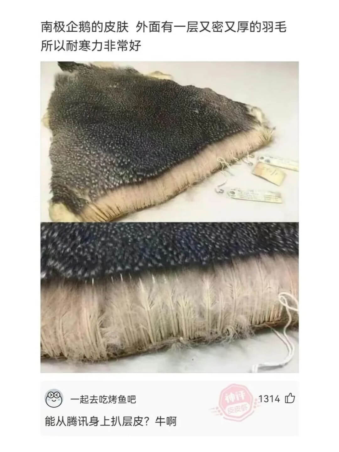 南极企鹅的皮肤外面有一层又密又厚的羽毛所以耐寒力非常好一起去