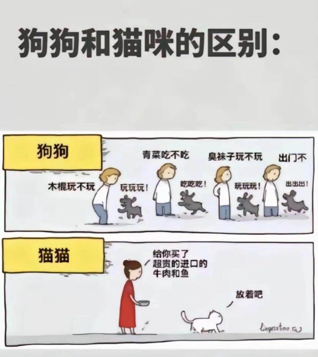 狗狗和猫咪的区别：狗狗青菜吃不吃臭袜子玩不玩出门不木棍玩不玩