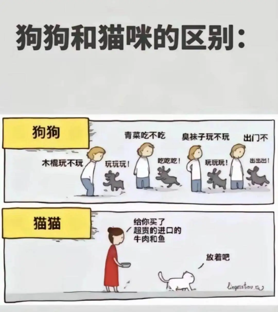 狗狗和猫咪的区别：狗狗青菜吃不吃臭袜子玩不玩出门不木棍玩不玩