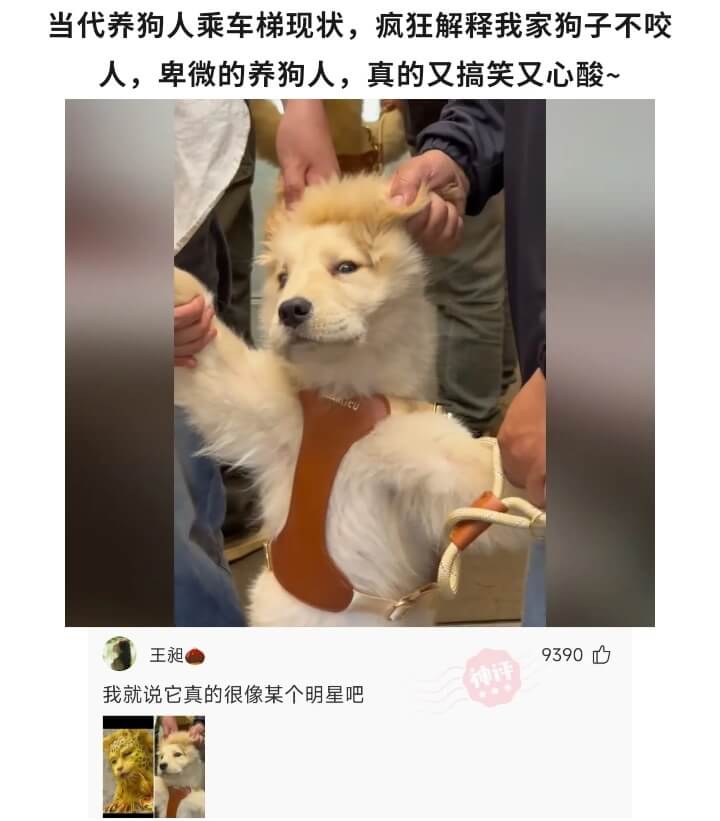 当代养狗人乘车梯现状，疯狂解释我家狗子不咬人，卑微的养狗人，