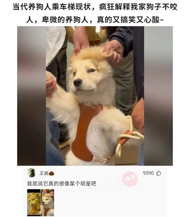 当代养狗人乘车梯现状，疯狂解释我家狗子不咬人，卑微的养狗人，