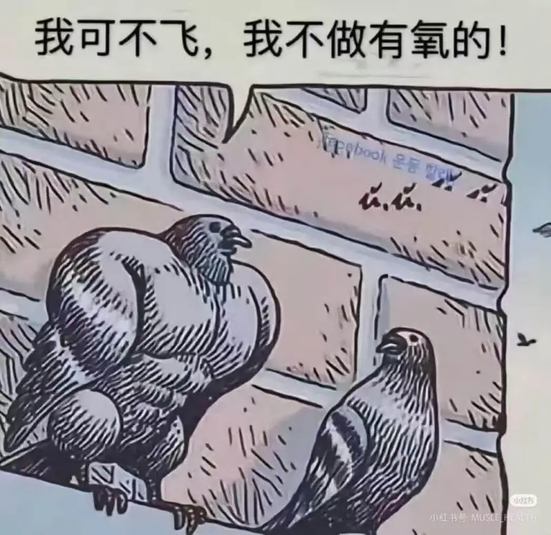 我可不飞，我不做有氧的！衣衣红小红书号：MUSLEHEALT