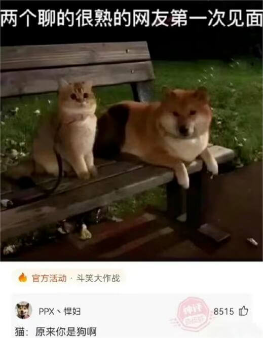 两个聊的很熟的网友第一次见面，官方活动斗笑大作战，PPX悍妇