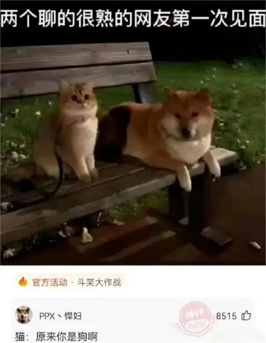 两个聊的很熟的网友第一次见面，官方活动斗笑大作战，PPX悍妇