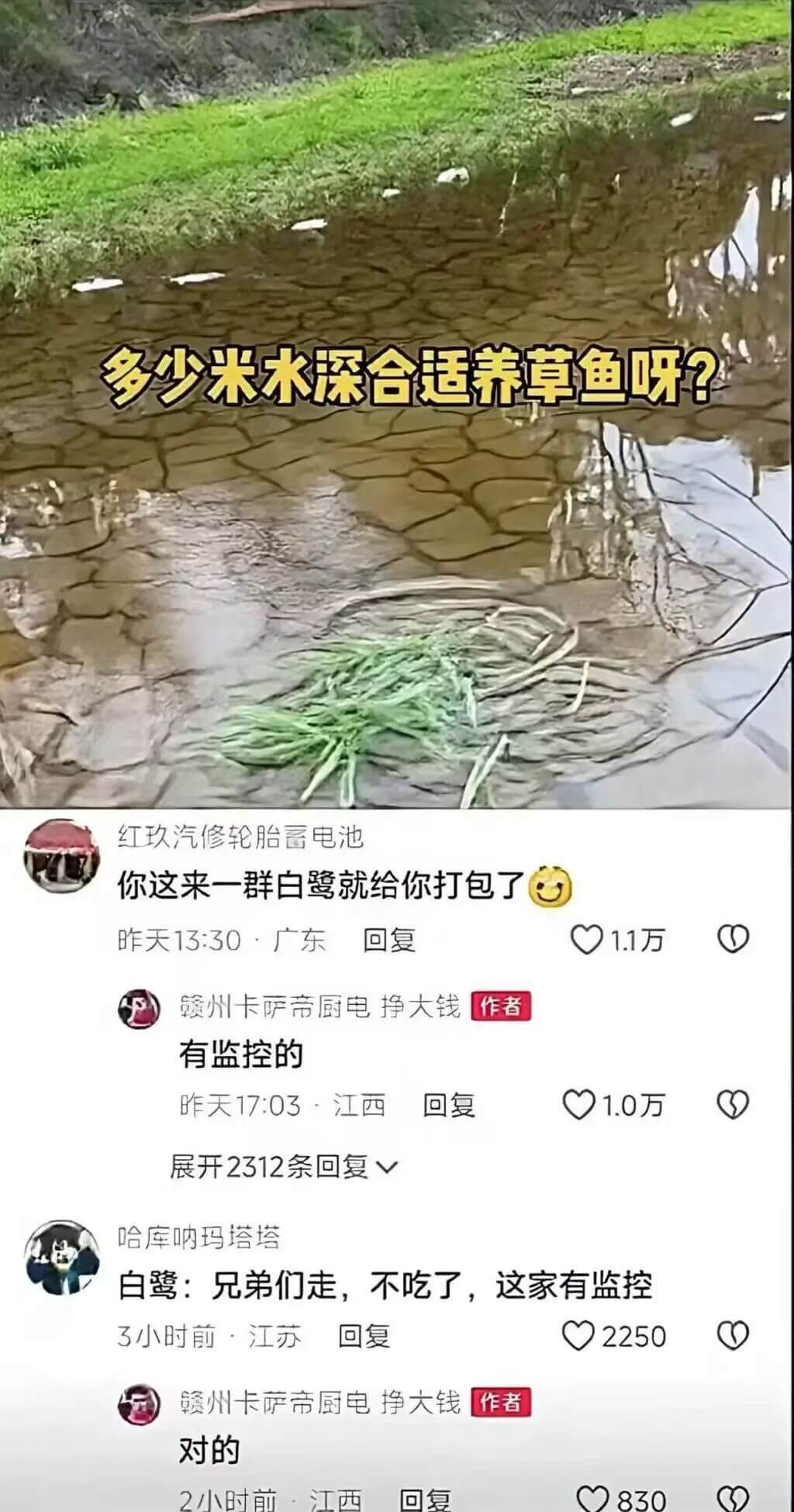 多少米水深合适养草鱼呀？红玖汽修：轮胎、蓄电池你这来一群白鹭