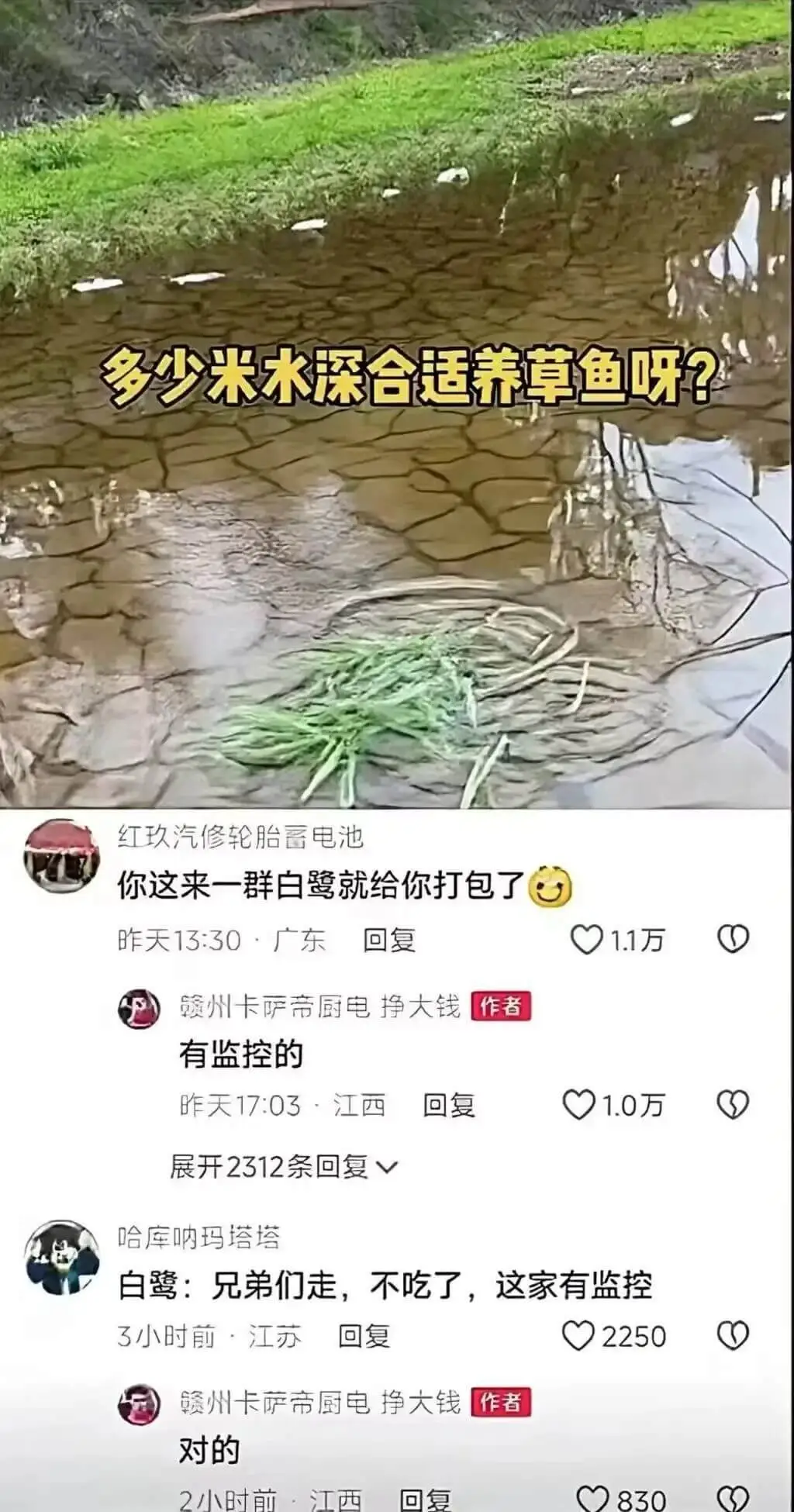 多少米水深合适养草鱼呀？红玖汽修：轮胎、蓄电池你这来一群白鹭