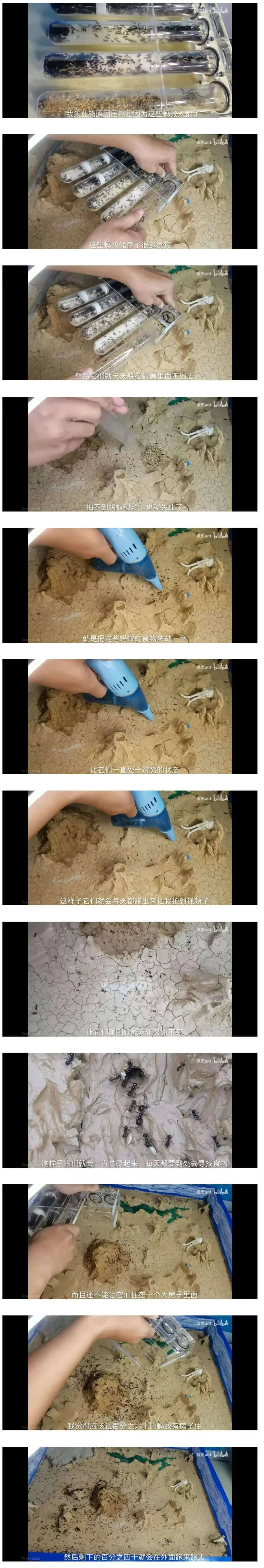 ttbil我失业的原因居然是因为这些蚂蚁太赖了泉思antbi