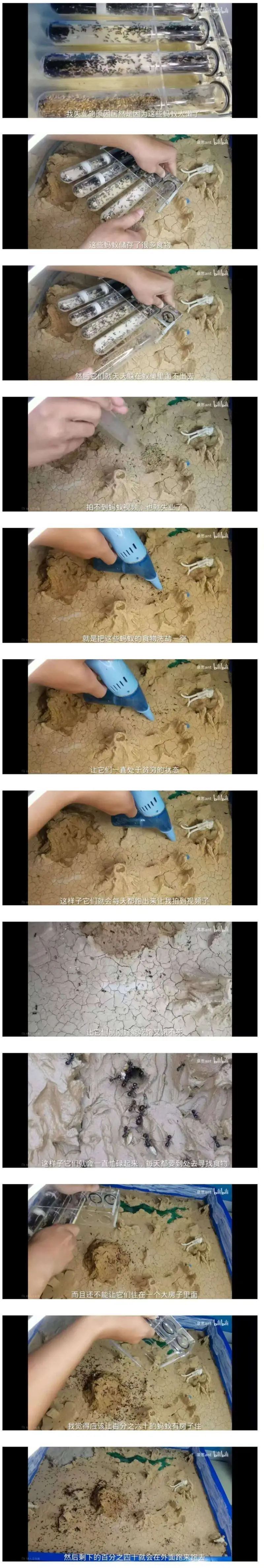 ttbil我失业的原因居然是因为这些蚂蚁太赖了泉思antbi