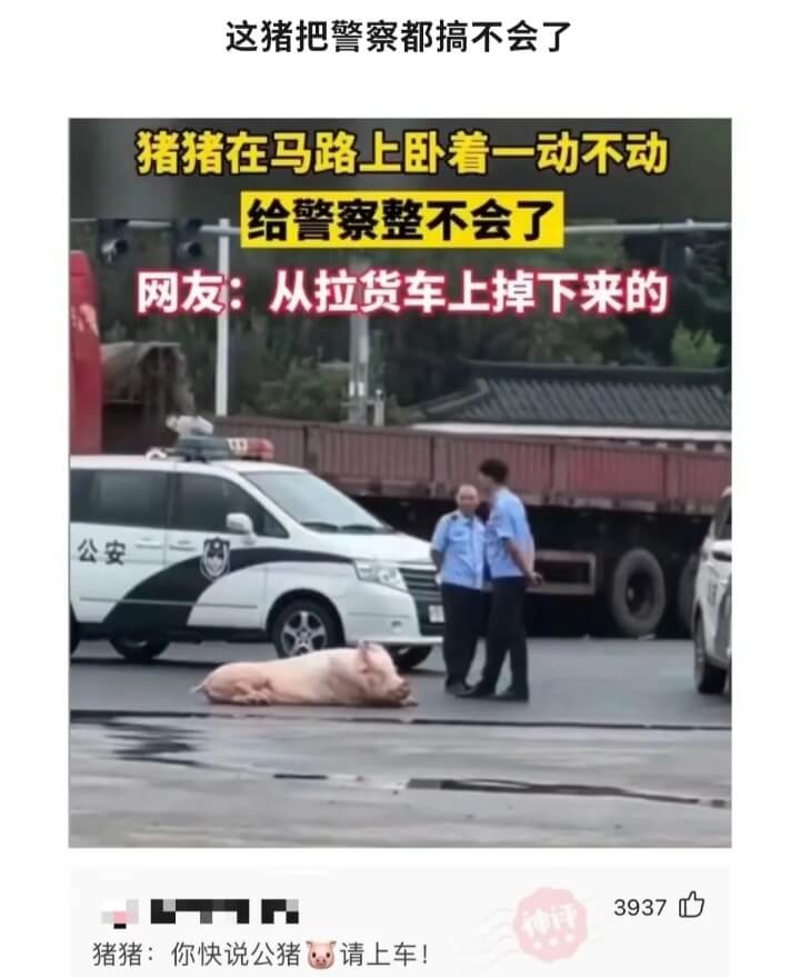 这猪把警察都搞不会了猪猪在马路上卧着一动不动给警察整不会了网