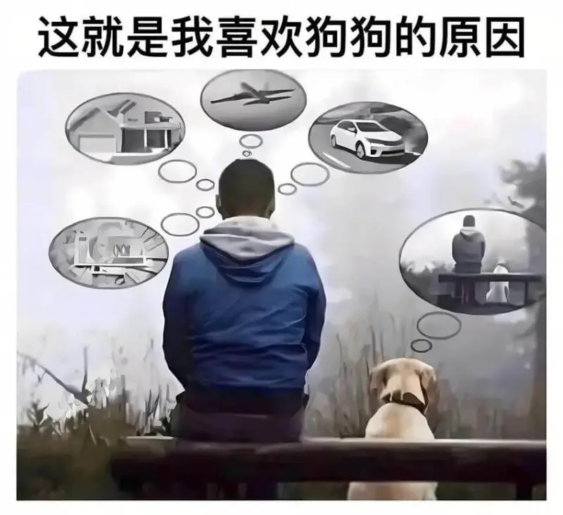 这就是我喜欢狗狗的原因