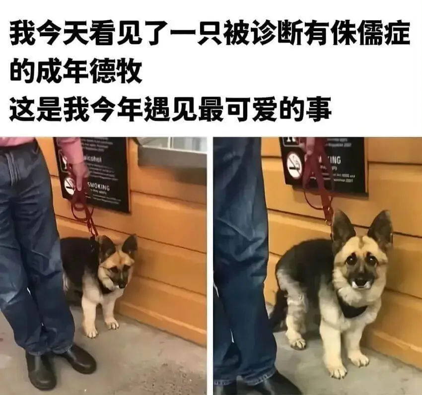 我今天看见了一只被诊断有侏儒症的成年德牧这是我今年遇见最可爱
