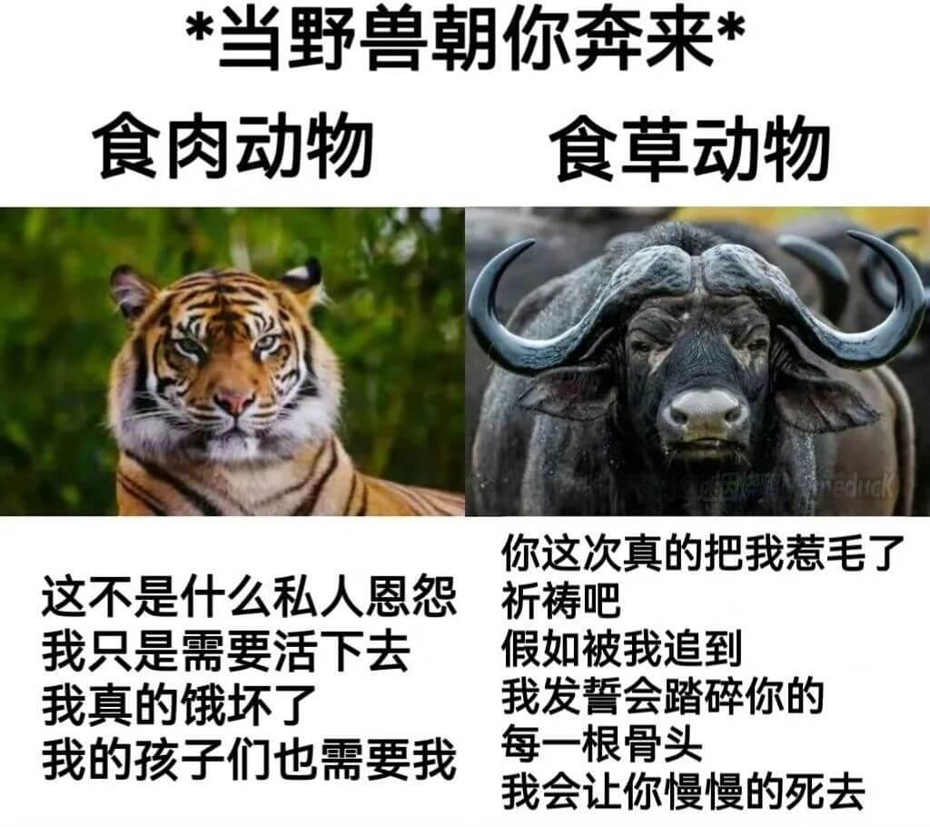 当野兽朝你奔来食肉动物食草动物你这次真的把我惹毛了这不是什么