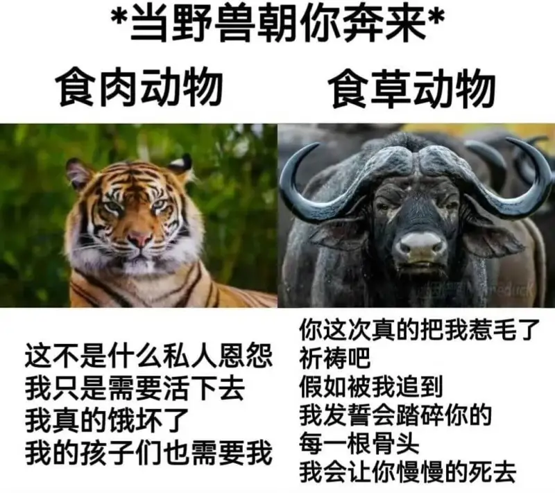 当野兽朝你奔来食肉动物食草动物你这次真的把我惹毛了这不是什么