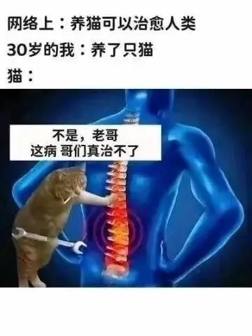 网络上：养猫可以治愈人类30岁的我：养了只猫猫：不是，老哥，
