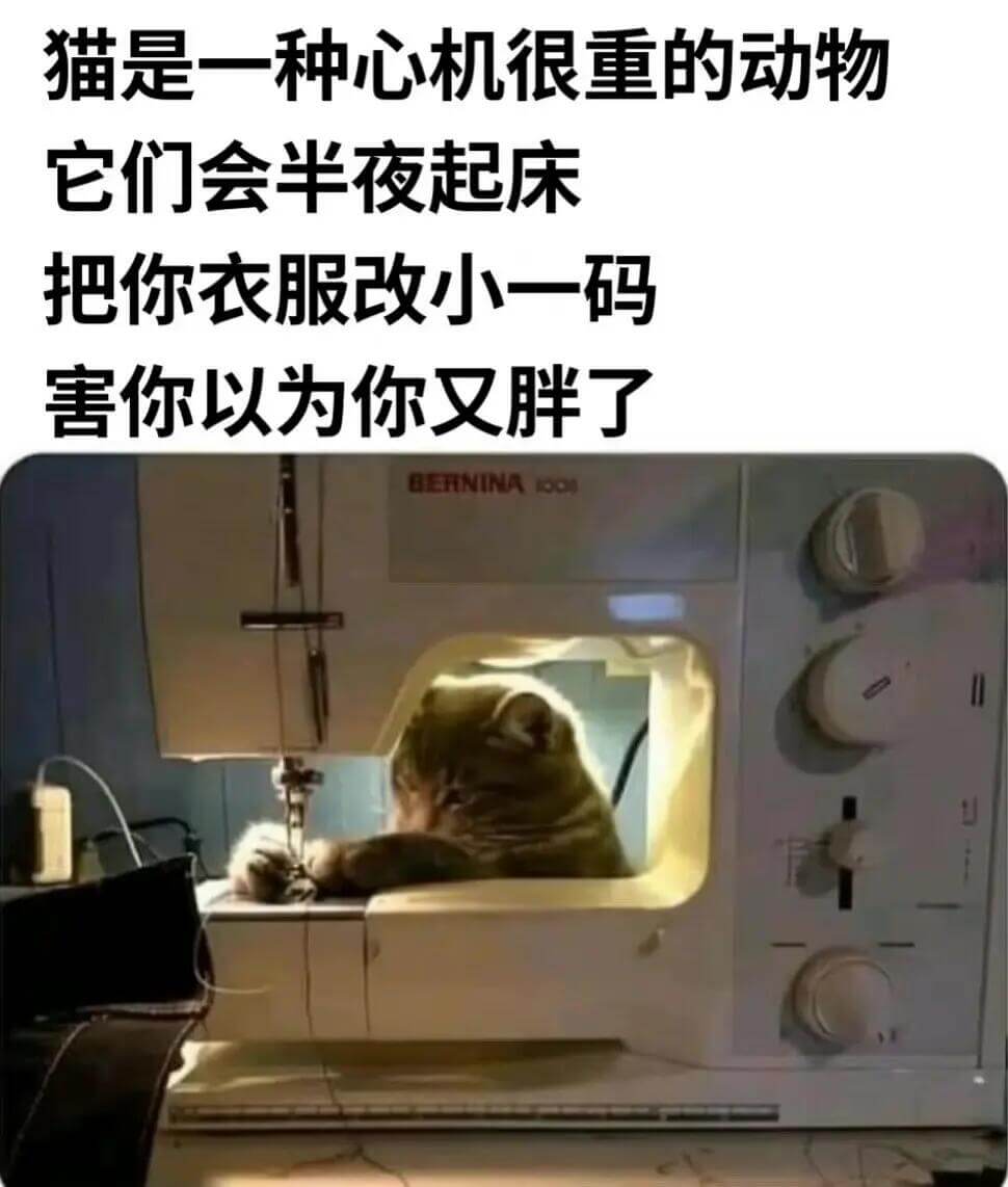 猫是一种心机很重的动物它们会半夜起床把你衣服改小一码害你以为