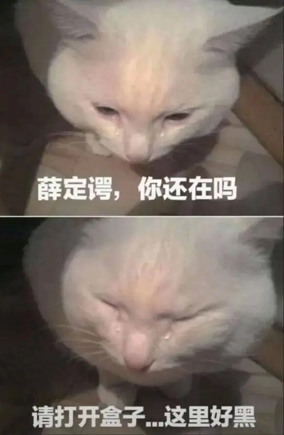 薛定谔，你还在吗