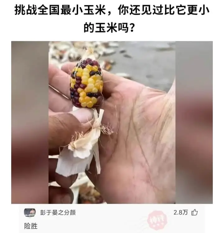 挑战全国最小玉米，你还见过比它更小的玉米吗?彭于晏之分颜2.