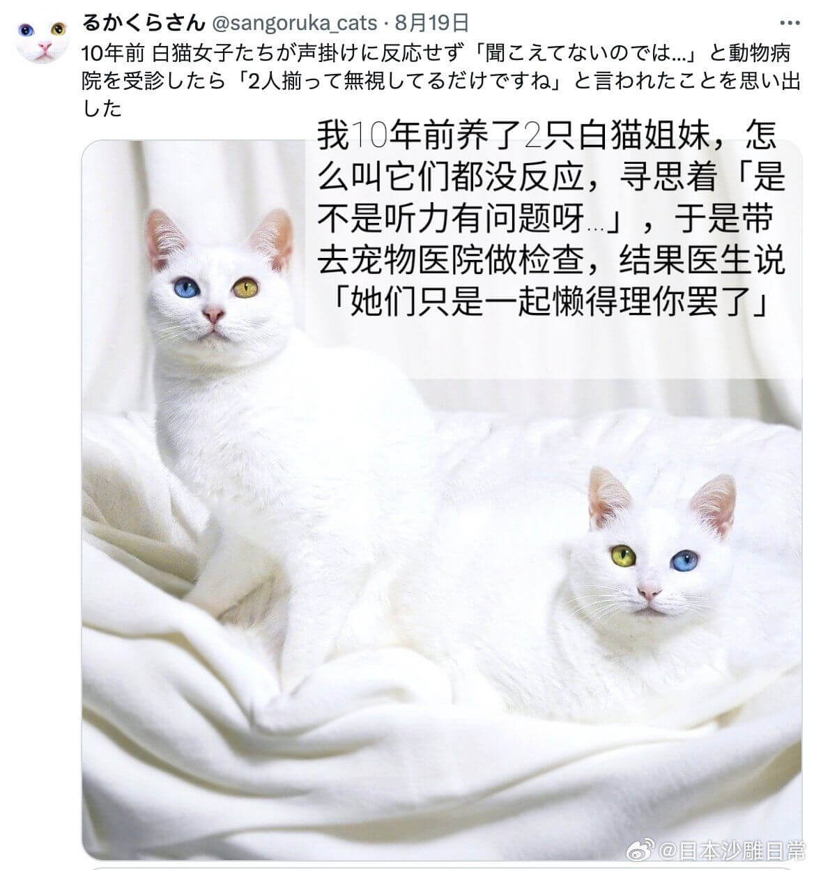 办<5h@sangorukacats·8月19日10年前白猫