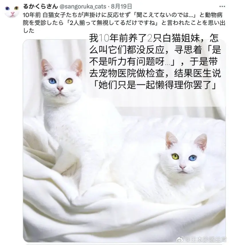 办<5h@sangorukacats·8月19日10年前白猫