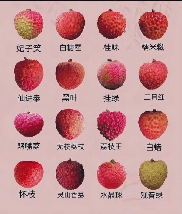 妃子笑白糖罂桂味糯米糍仙进奉黑叶挂绿三月红鸡嘴荔无核荔枝荔枝