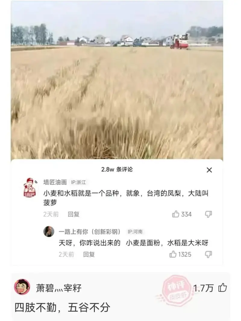 2.8w条评论X墙匠油画IP:浙江小麦和水稻就是一个品种,就