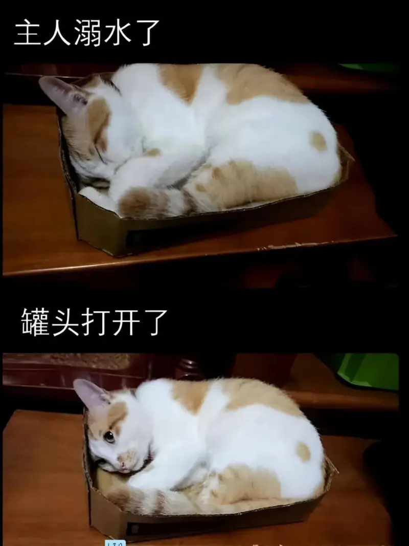 主人溺水了罐头打开了