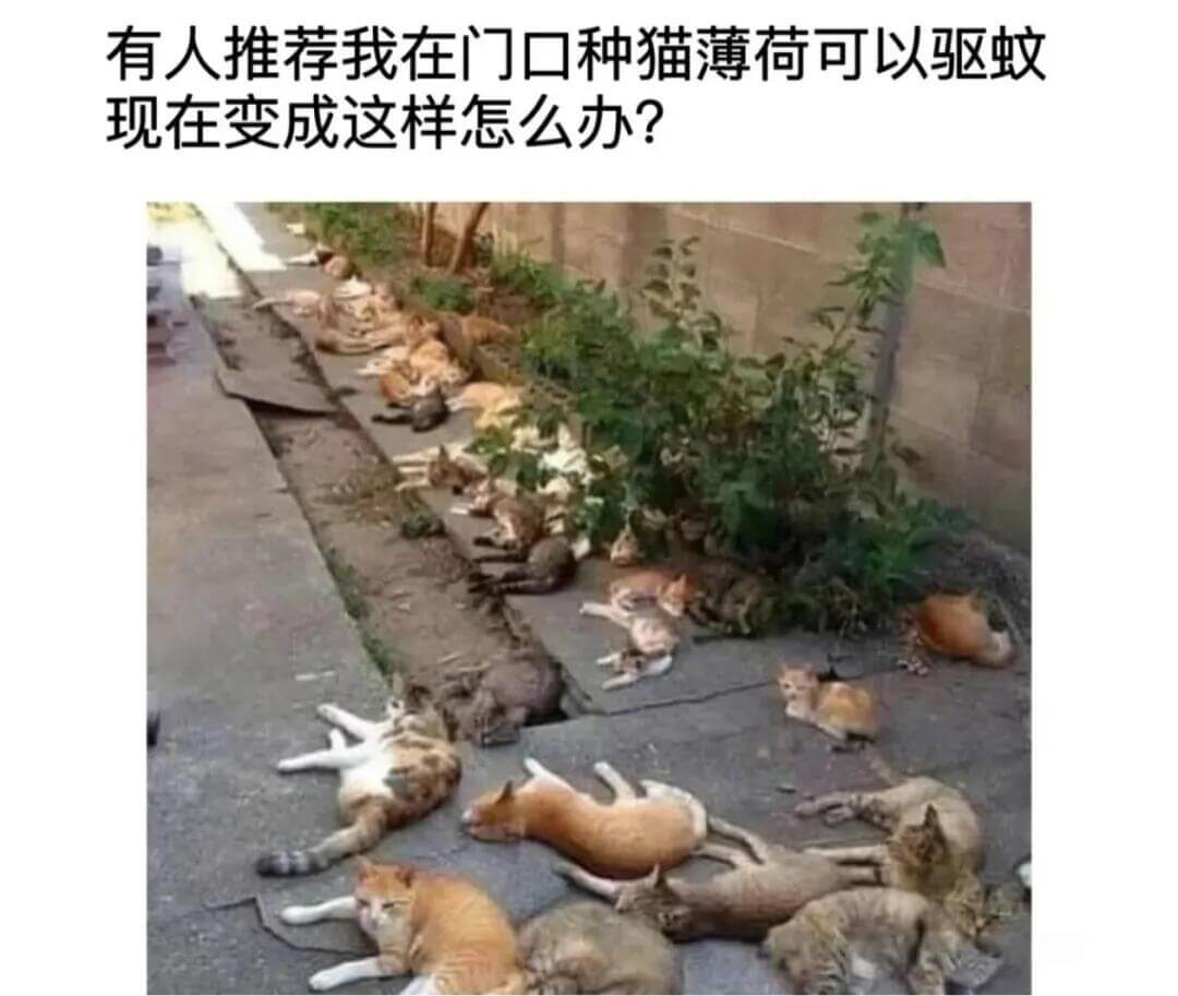 有人推荐我在门口种猫薄荷，可以驱蚊。现在变成这样，怎么办？