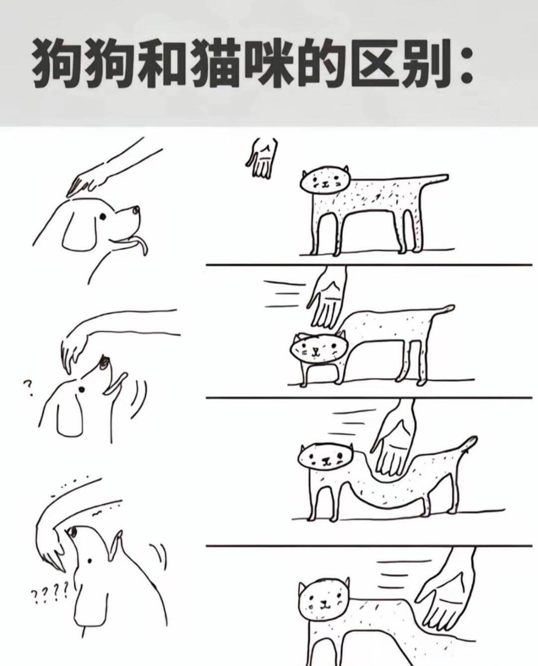 狗狗和猫咪的区别：