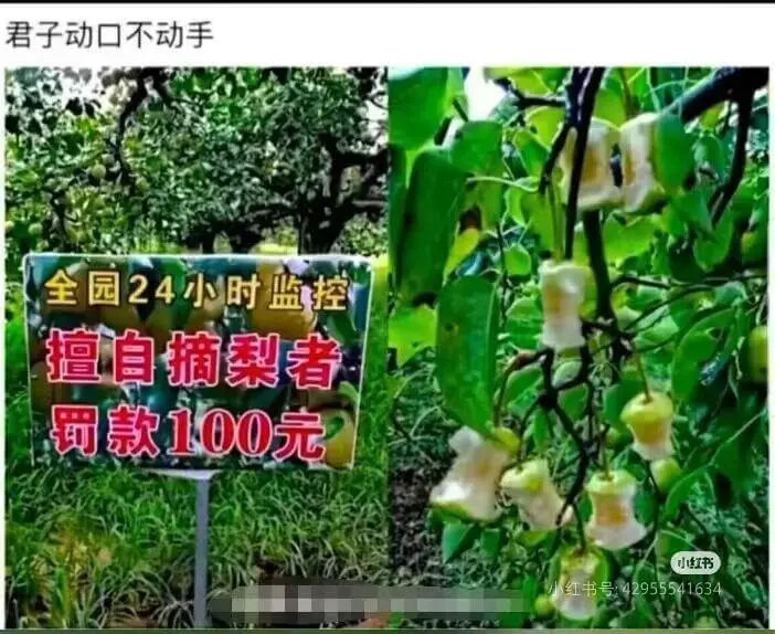 君子动口不动手。全园24小时监控。擅自摘梨者，罚款100元。