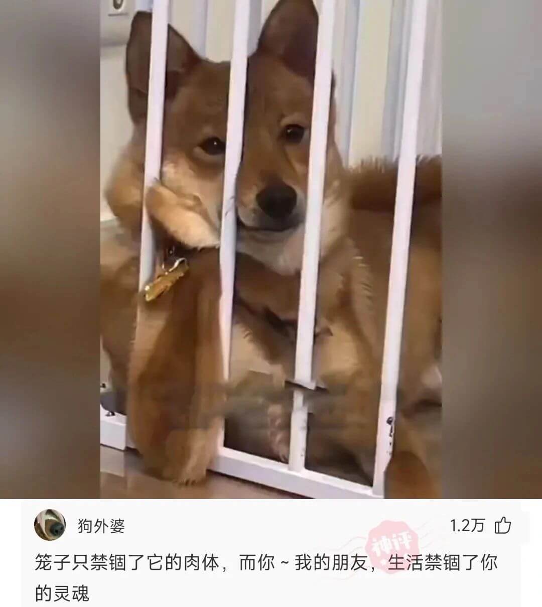 v狗外婆1.2万笼子只禁锢了它的肉体，而你~我的朋友，的灵魂