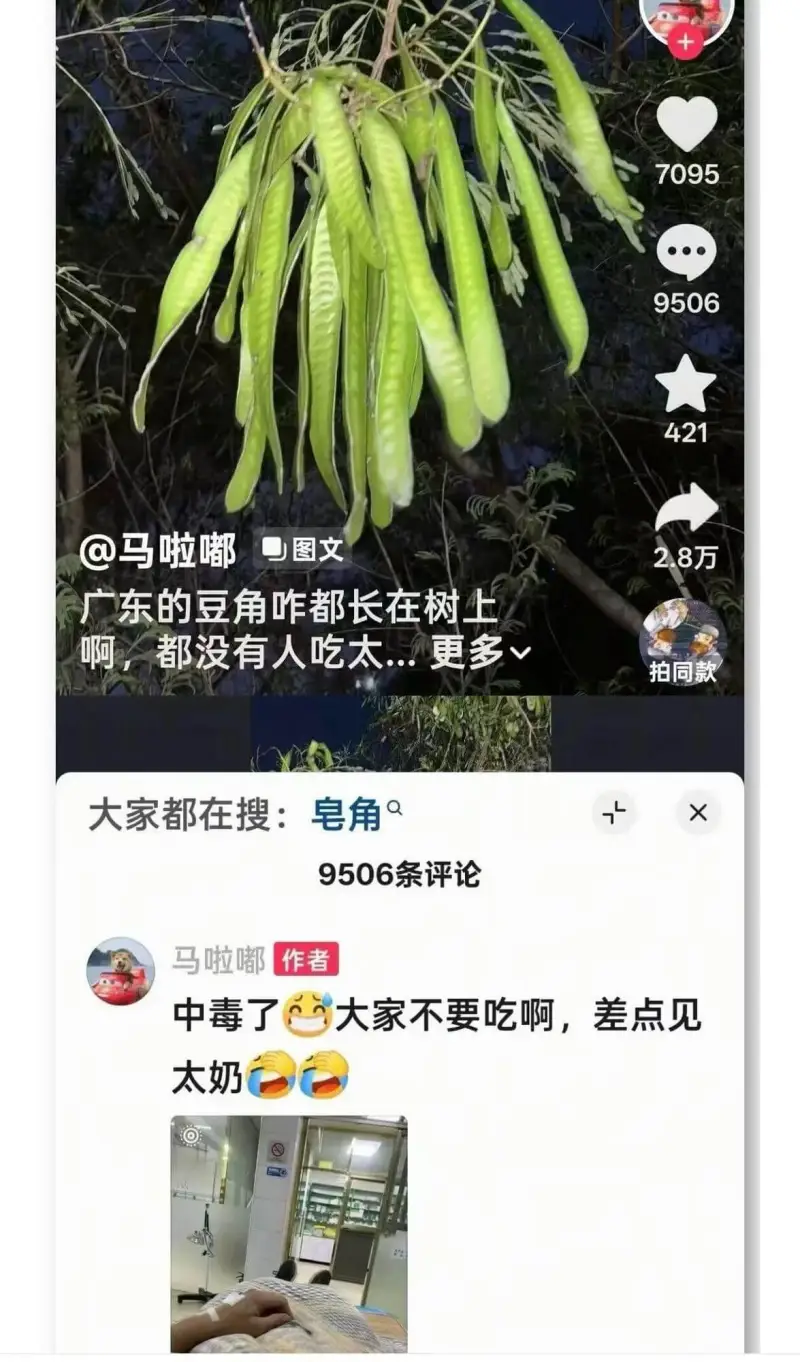 70959506421@马啦嘟门图文2.8万广东的豆角咋都长