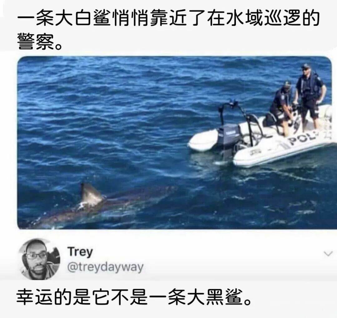 一条大白鲨悄悄靠近了在水域巡逻的警察。Trey@treyda