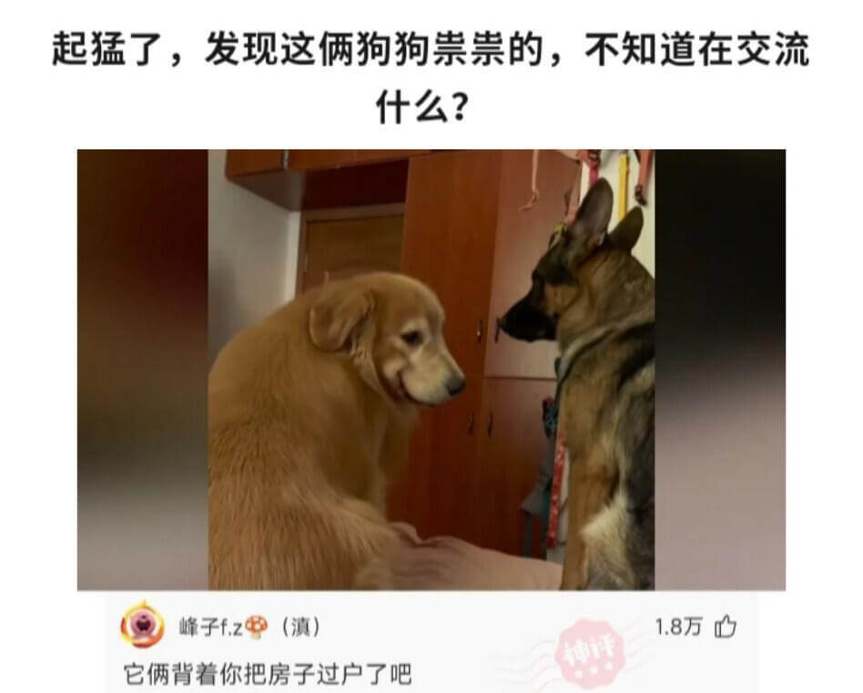 起猛了,发现这俩狗狗祟祟的,不知道在交流什么?峰子f.z(滇